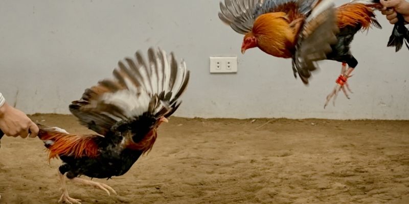American cockfighting rules