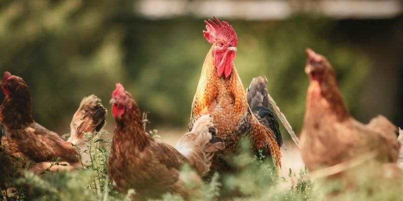 Bawat rehiyon ay may fighting cock farm sa Vietnam