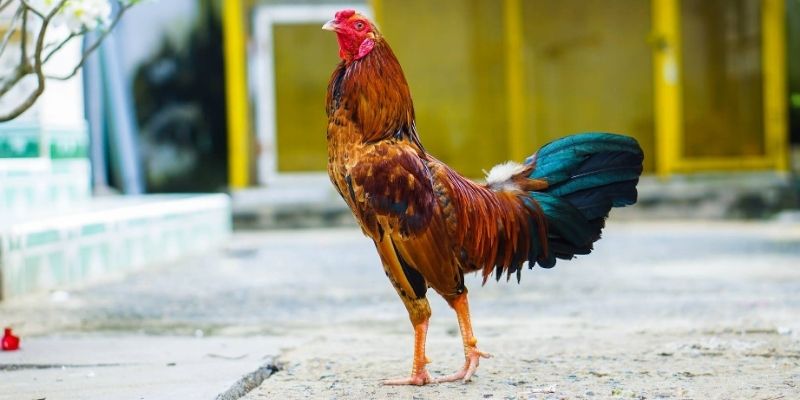 Breeding for plumage color