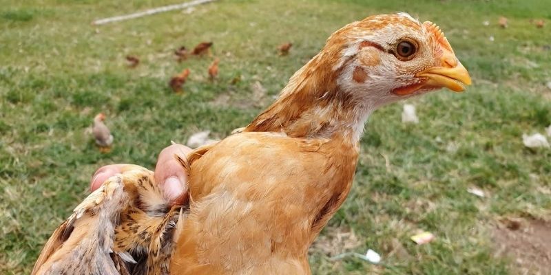 Broken lower beak ng manok
