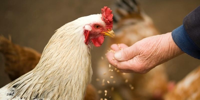 Butil para sa panabong na manok