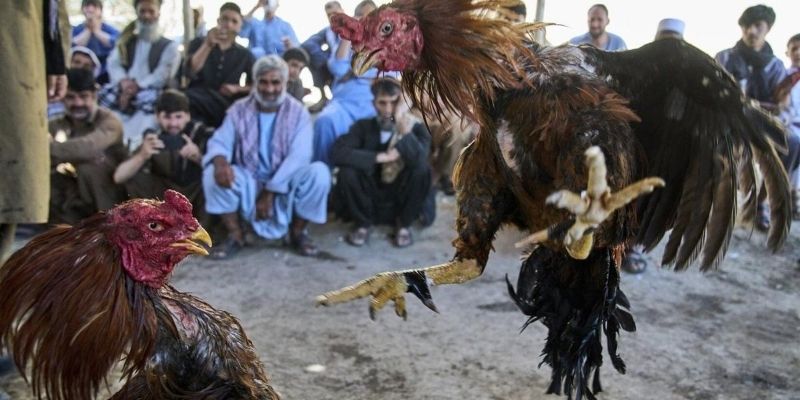 Checking the lucky day ng fighting cock