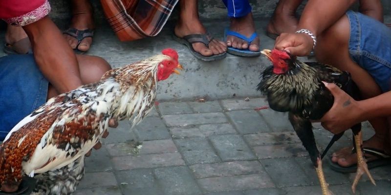 Decoding the phenomenon of Manok na hinihingal nang malakas