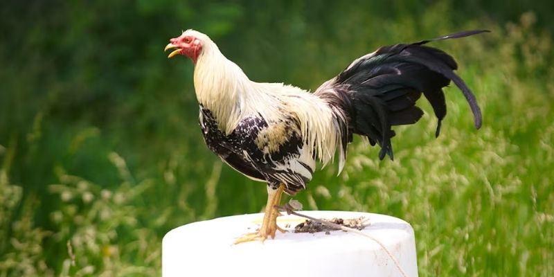 fast weight gain ng manok
