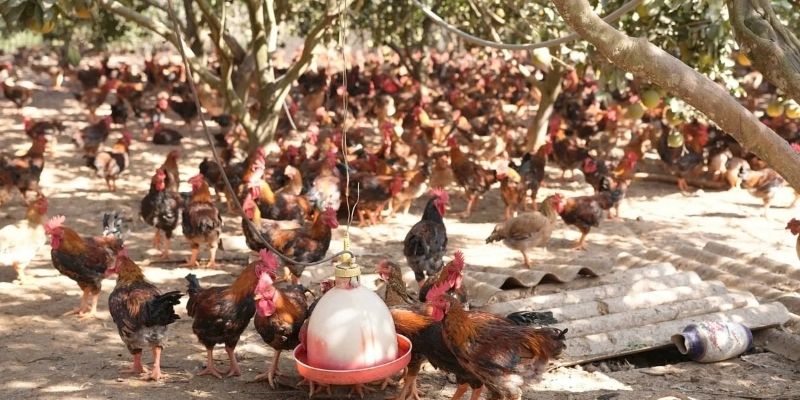 fighting cock farm sa Vietnam