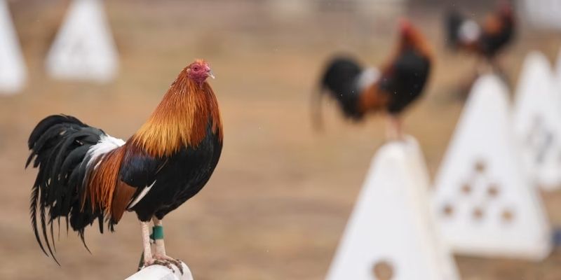 fighting cock form analysis