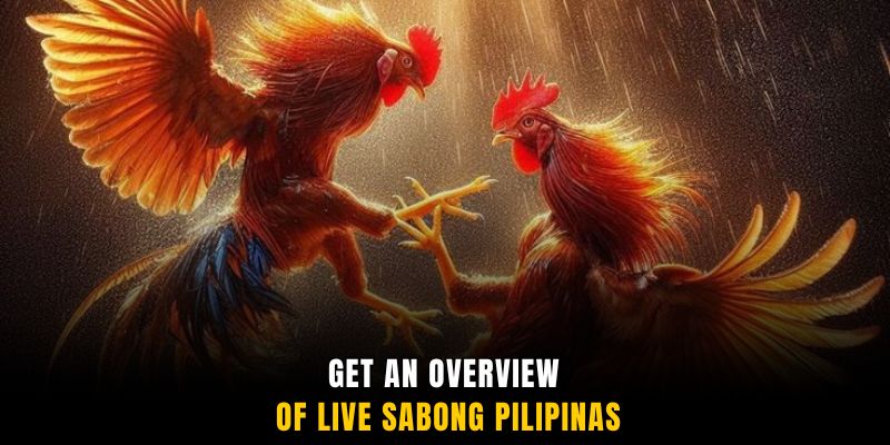 Get an overview of Live SABONG Pilipinas