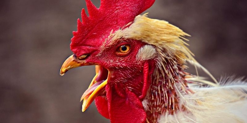 Hindi bihira ang kaso ng broken lower beak ng manok