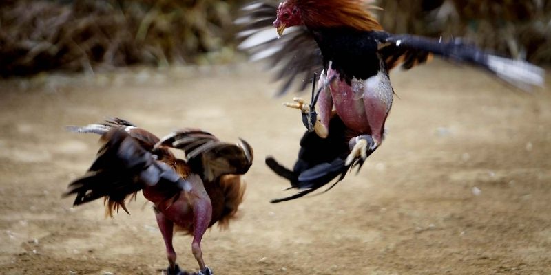 how to choose a fighting cock for gaffing