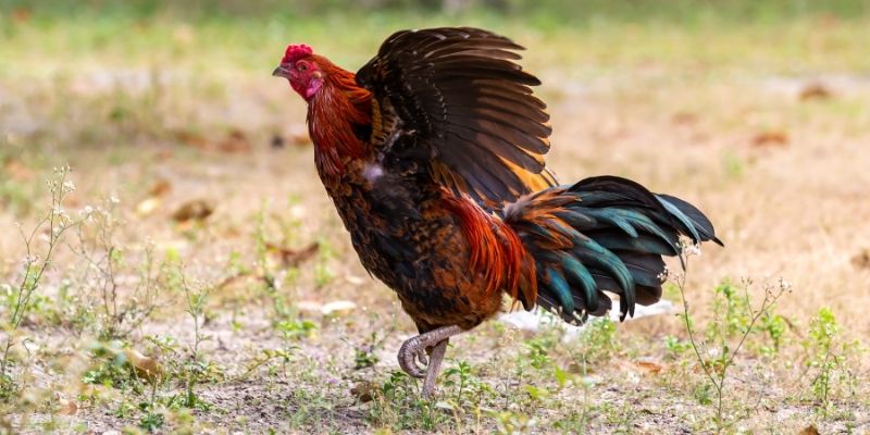 how to raise a fighting cock