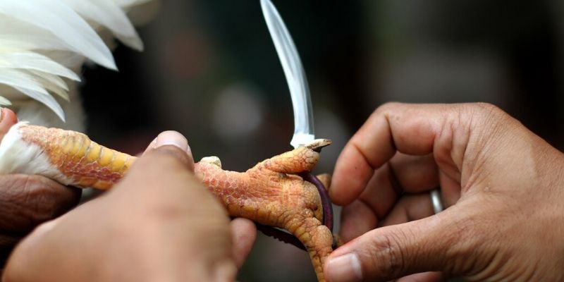 How to tie the gaff ng fighting cock ay may malaking papel