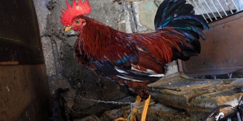 how to tie the gaff ng fighting cock