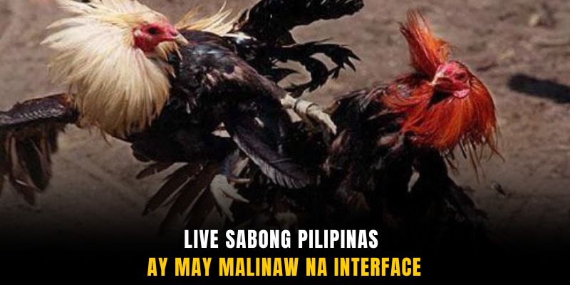 Live SABONG Pilipinas ay may malinaw na interface