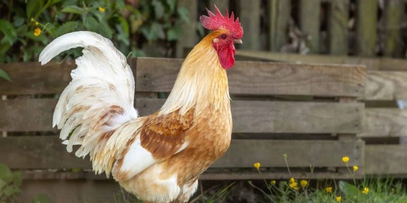 lucky color ng fighting cock