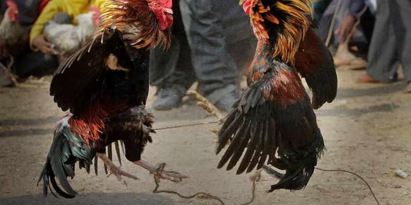 Lupigin ang maraming kapana-panabik na opsyon sa pagtaya sa larong ito