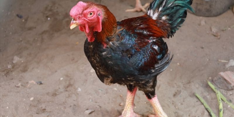 maikling dila ng manok