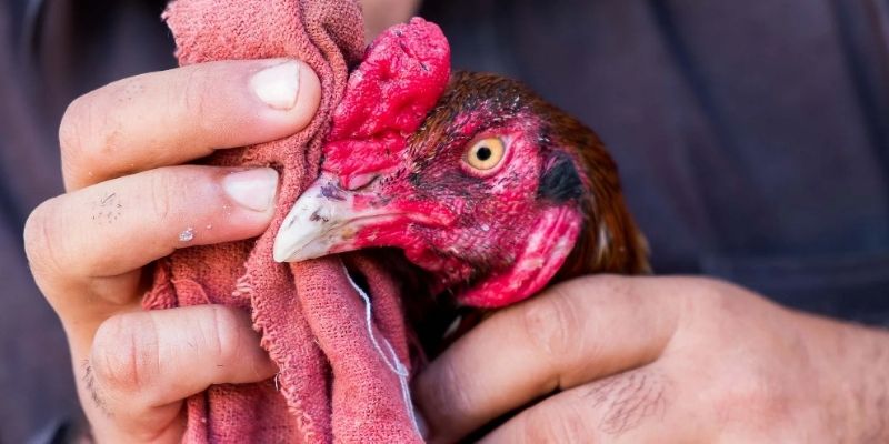 Manok na hinihingal nang malakas