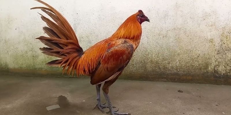 Manok na Peru