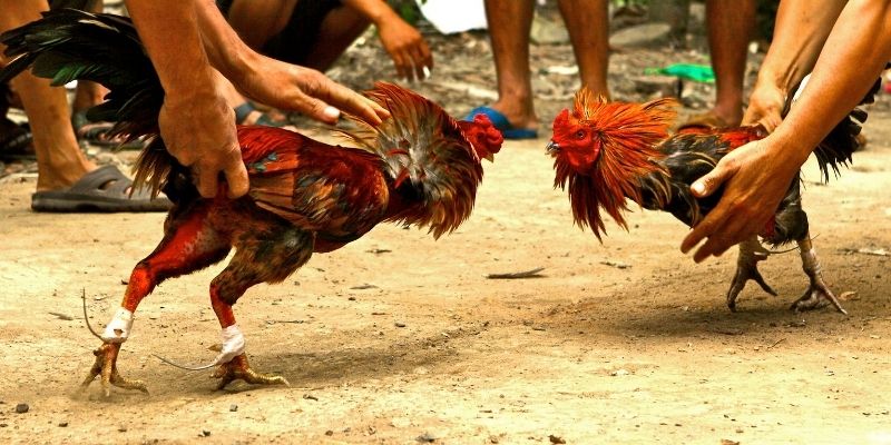 Tamang pagbitaw ng panabong na manok