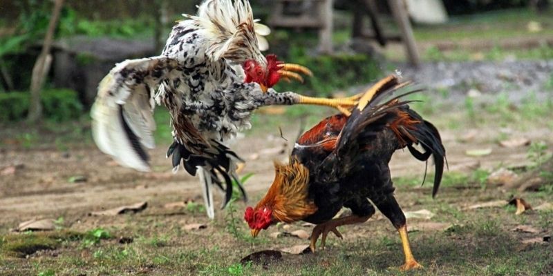 Mataas ang demand sa video cockfighting ngayon