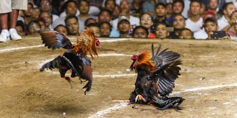 Matagal nang naging popular ang anyo ng pagsamba na Sabong sa Bantam