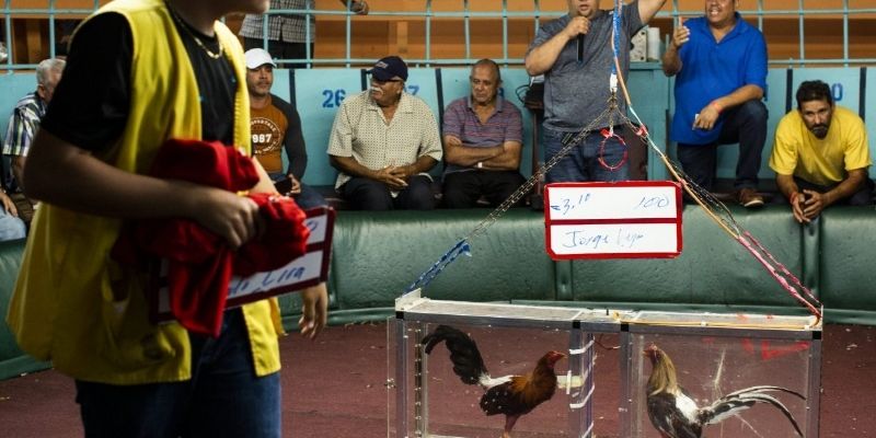 Mga basic na impormasyon tungkol sa American cockfighting rules