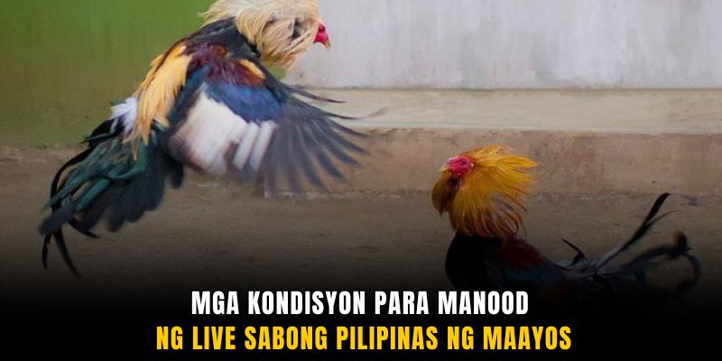 Mga kondisyon para manood ng Live SABONG Pilipinas ng maayos