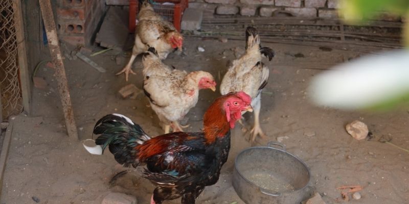 Nagbibigay kaalaman sa how to cure ubo at sipon ng manok