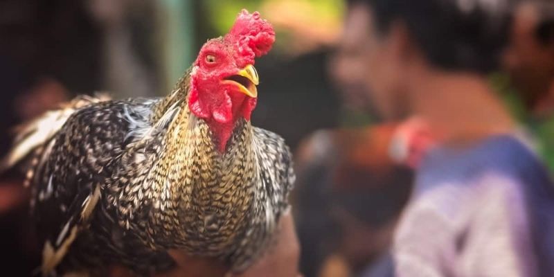 Pag-analisa sa konsepto ng lucky color ng fighting cock