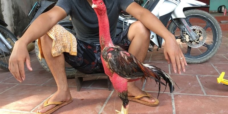 Pag-unawa sa basics ng breeding for plumage color