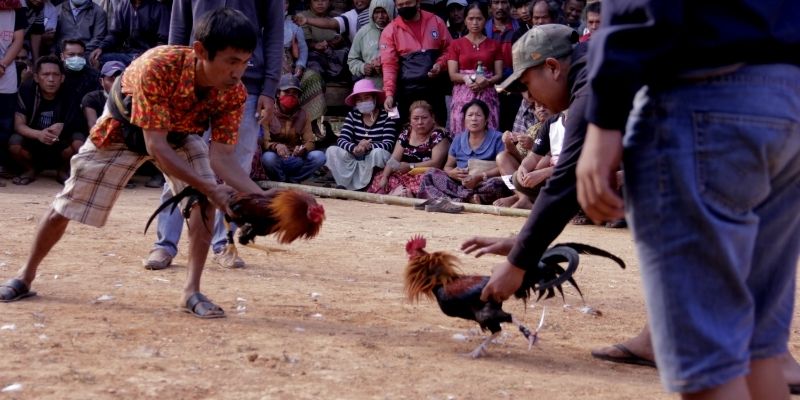 Pag-unawa sa konsepto nang wasto Tamang pagbitaw ng panabong na manok