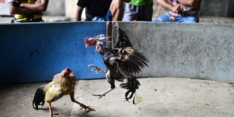 Pag-unawa sa konsepto ng checking the lucky day ng fighting cock