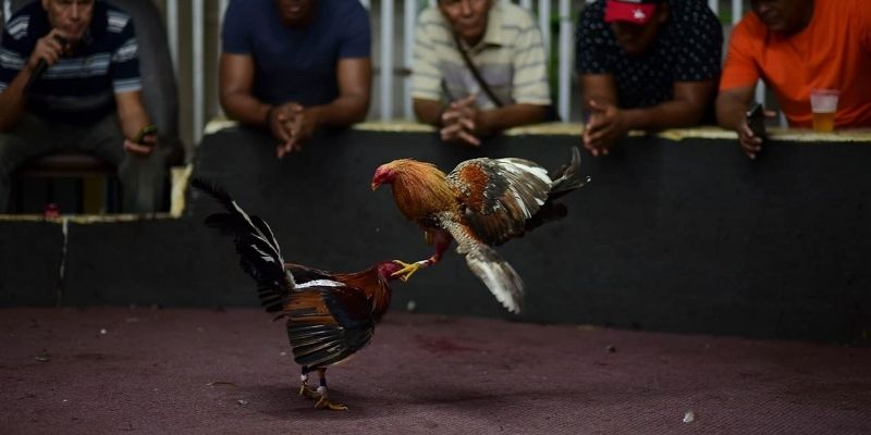 Pag-unawa sa pangkalahatang-ideya ng sabong gamit ang metal spurs