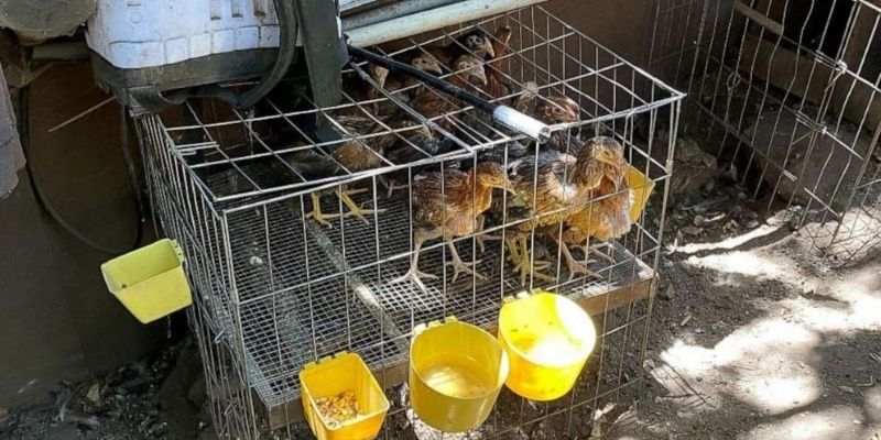 Pag-unawa sa proseso ng fast weight gain ng manok