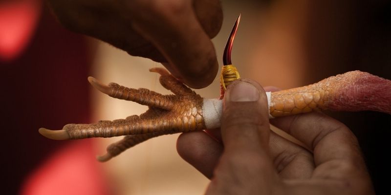 Pag-unawa sa sabong at ang how to choose a fighting cock for gaffing