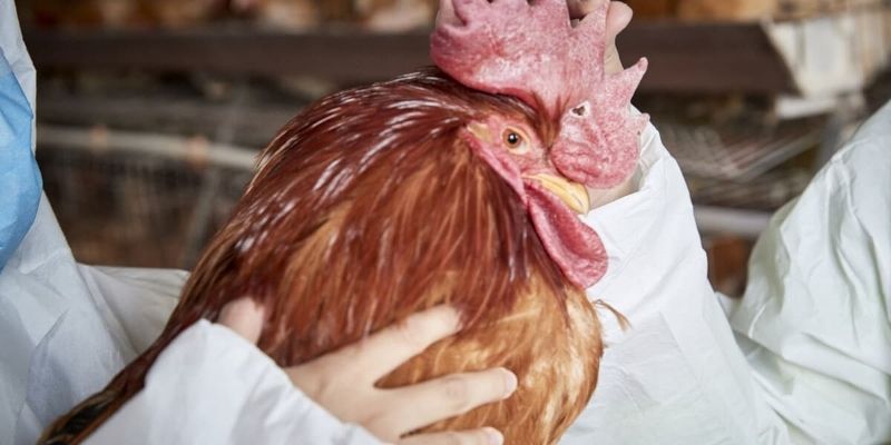 Paglilinaw sa pangkalahatang kaalaman sa maikling dila ng manok