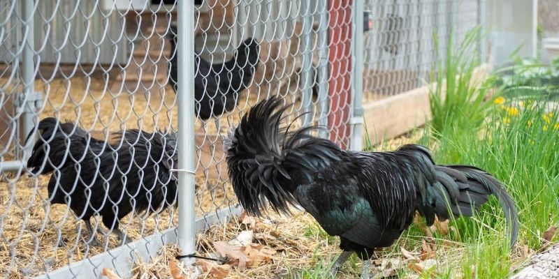 Pagpapalakas ng fighting cock araw-araw