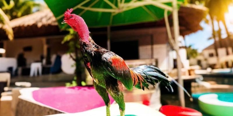Pangkalahatang impormasyon sa lahi ng Thai gamefowl