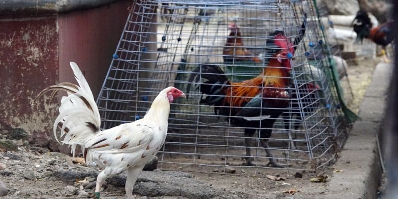 Pangkalahatang impormasyon sa lahing puting ulo ng manok