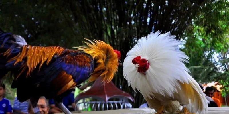 puting ulo ng manok