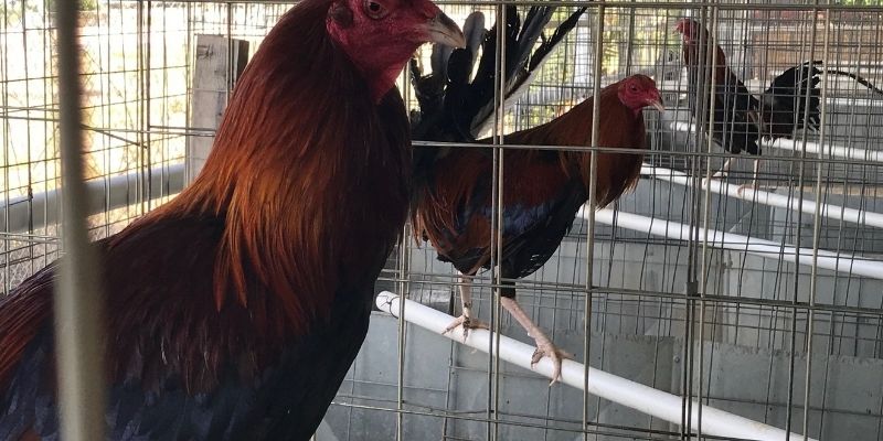 Sumangguni sa mga epektibong paraan ng pag-iwas sa sakit