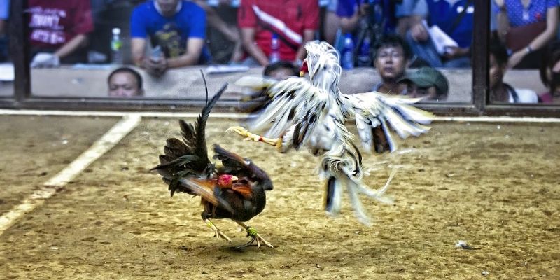 Thai gamefowl