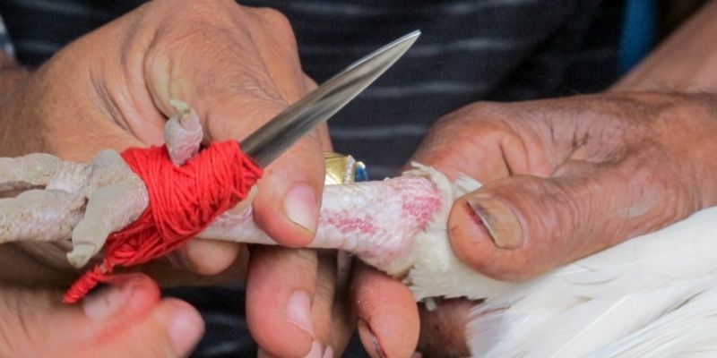 Tingnan ang kaalaman tungkol sa pag-tape ng spurs ng fighting cock
