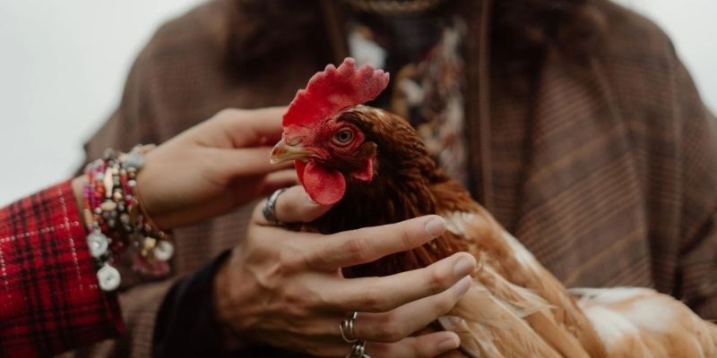Tingnan ang mga prinsipyo para sa tamang how to raise a fighting cock