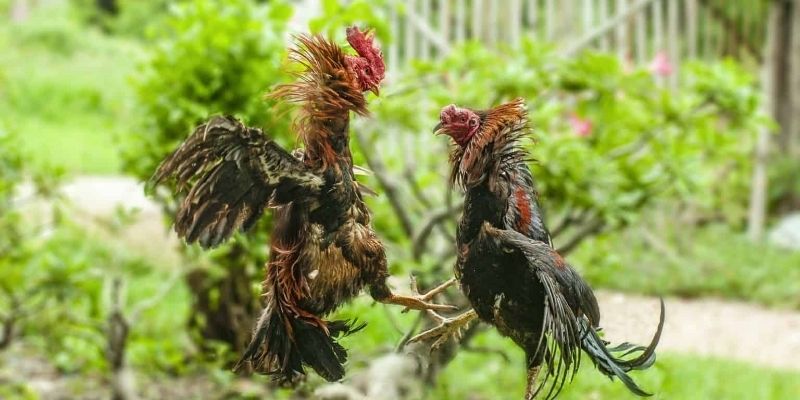 Tuklasin ang iba't ibang uri ng taya na may kaakit-akit na mga patakaran