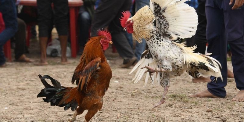Unawain ang konsepto upang mailarawan ang Manok na Peru