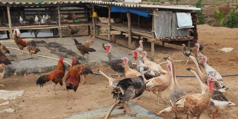 Unawain ang papel ng fighting cock farm