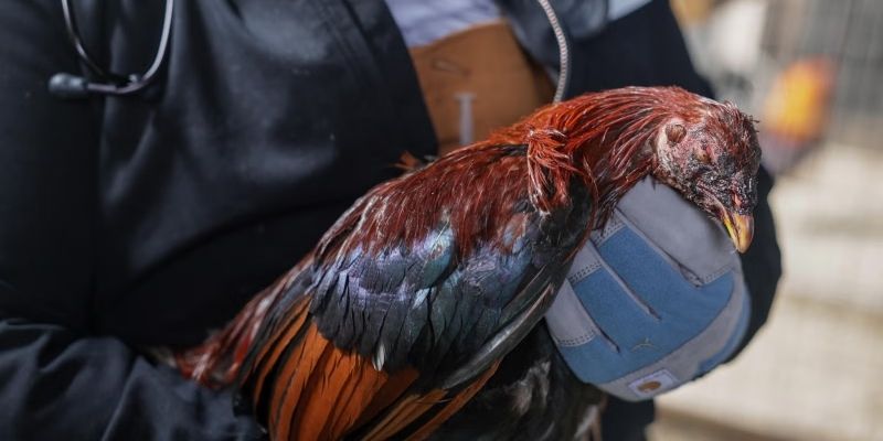 Unawain pa ang konsepto ng fighting cock form analysis