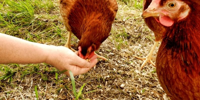 Understanding the importance of Butil para sa panabong na manok